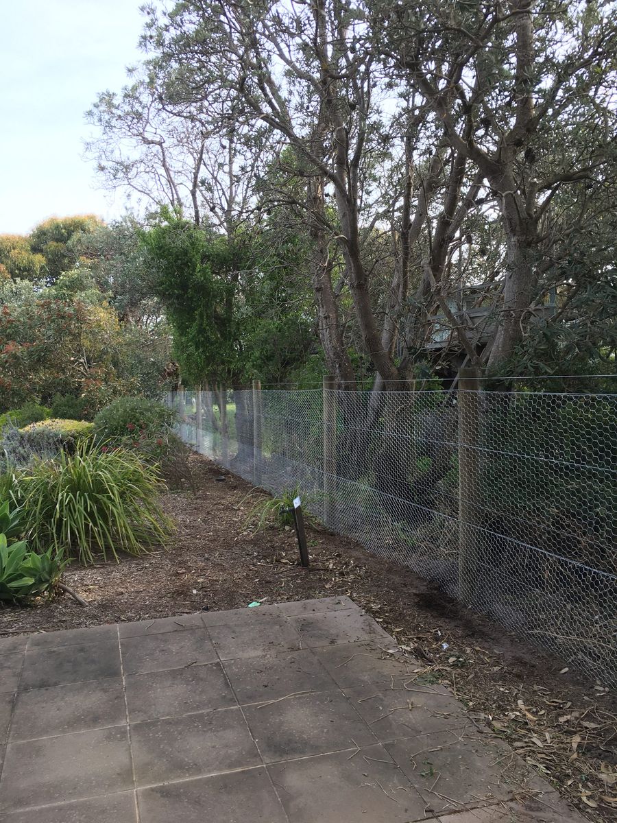 Extra height chicken wire with treated pine posts